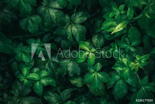 Picture of Foliage of tropical leaf in dark green with rain water drop on texture abstract pattern nature background